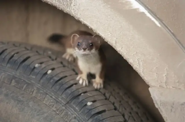 Kuna w aucie? Jak skutecznie odstraszyć i zabezpieczyć auto!