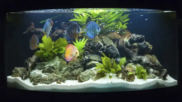 Co potrzeba do akwarium: kompletna lista niezbędnych akcesoriów