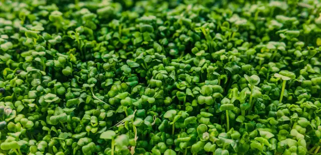 Czy pies może jeść rzeżuchę? Sprawdź, co musisz wiedzieć o zdrowiu psa