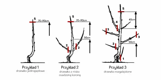 Cięcie jabłoni wiosną: Jak zrobić to dobrze dla obfitych plonów?