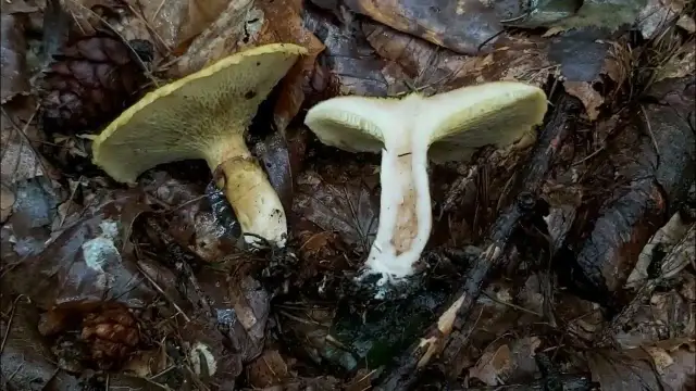 Borowiec dęty: przepisy i porady na smaczne danie