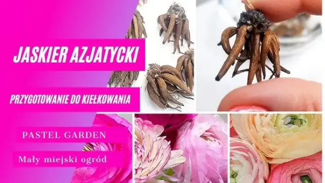 Jak sadzić cebulki jaskrów, aby uniknąć najczęstszych błędów