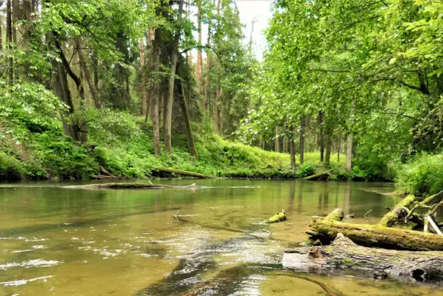 Spływ kajakowy Marózką ze Swaderek: Trasy, Ceny i Organizacja