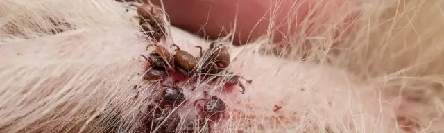 Najlepsze sposoby na kleszcze dla psa – uniknij zagrożeń dla zdrowia