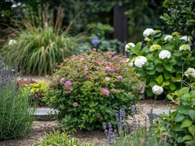 Co posadzić obok tawuły, aby stworzyć piękne kompozycje w ogrodzie