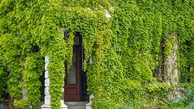 Jaki bluszcz na ogrodzenie? Odkryj najlepsze gatunki i porady