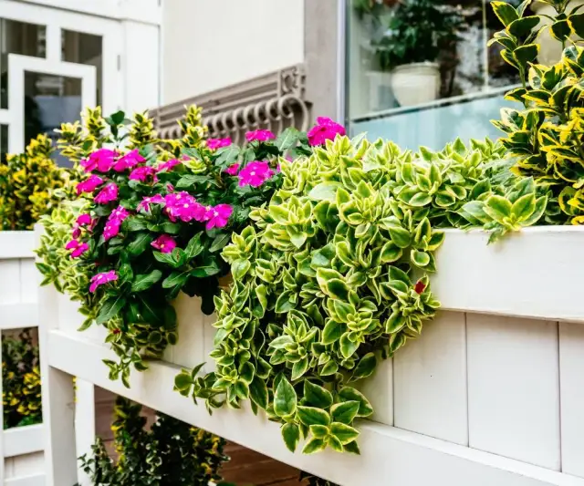Kwiaty do kwietnika: Wybierz idealne rośliny do domu i na balkon