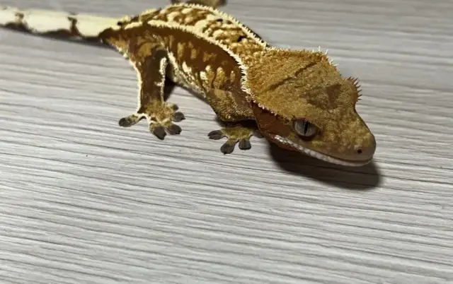 Gekon lamparci czy orzęsiony: który wybór jest lepszy dla Ciebie?