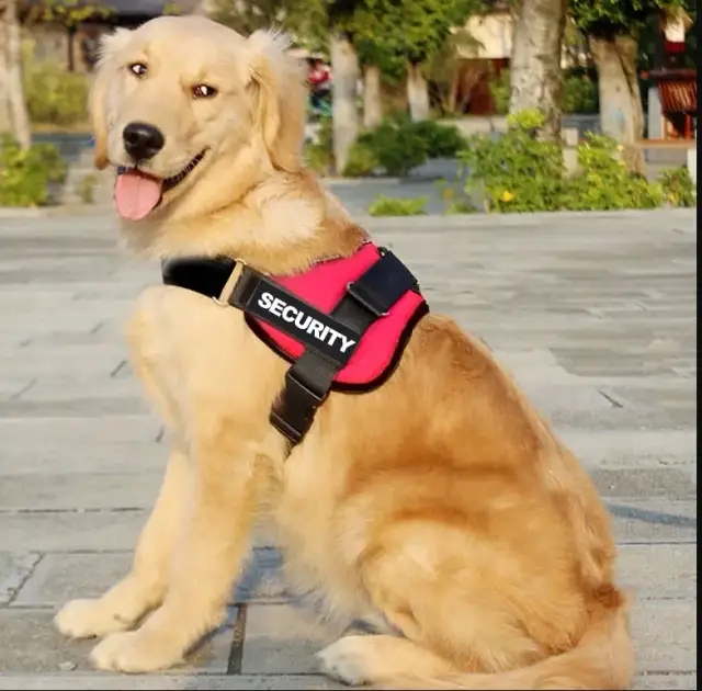 Obroża czy szelki dla golden retrievera - co wybrać dla psa?