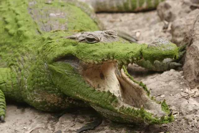 Czy w Gambii jest bezpiecznie? Odkryj zagrożenia i porady dla turystów