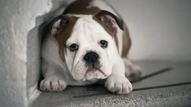 Jak postępować z wystraszonym psem, aby zbudować jego pewność siebie