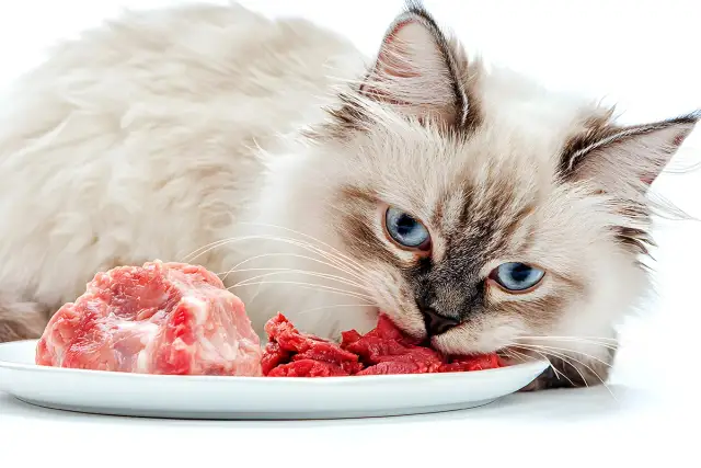 Czy koty mogą jeść parówki? Dlaczego to szkodzi i co robić?