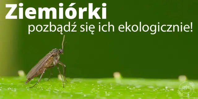 Muszki w mieszkaniu? Poznaj sprawdzone sposoby na owocówki i ziemiórki