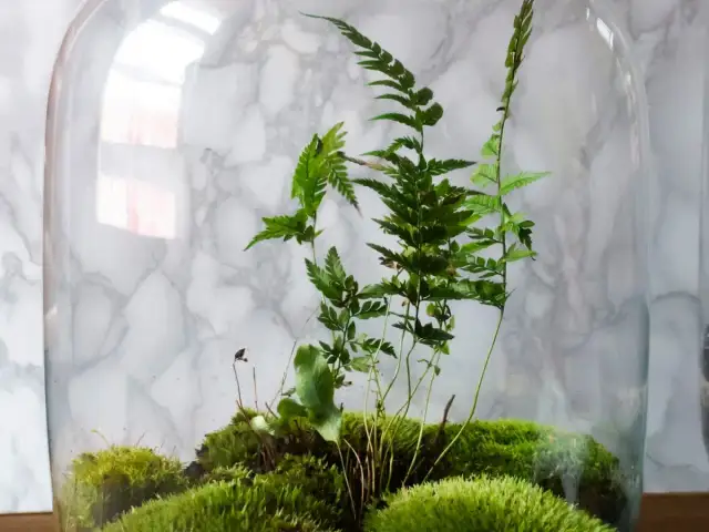 Jak zrobić terrarium DIY? Poradnik krok po kroku