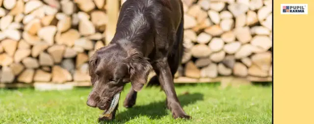 Pies i ryby: Tak, ale! Jak bezpiecznie karmić pupila?