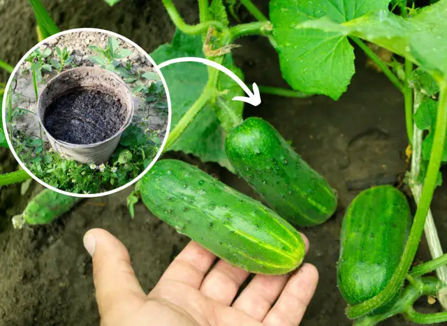 Nawożenie ogórków: sekret obfitych plonów i chrupkich owoców