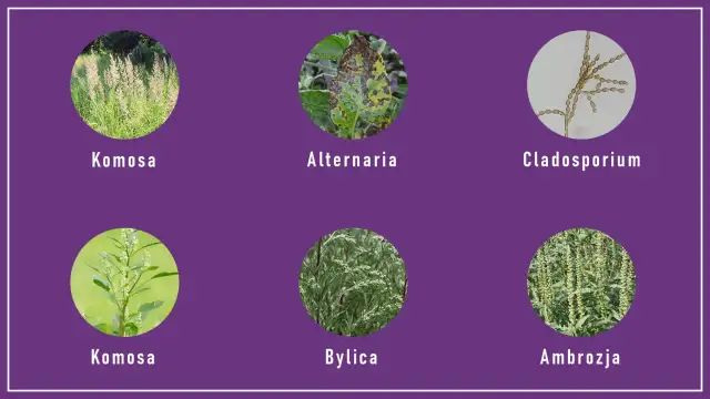 Wrzesień - co pyli? Jak odróżnić alergię od przeziębienia?