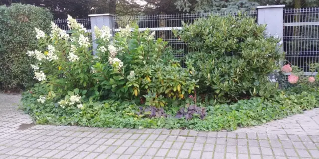 Co można posadzić na przydomowej oczyszczalni, aby uniknąć problemów?