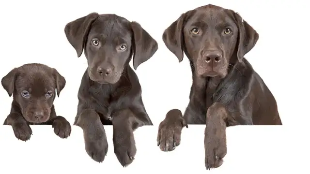 Co powinien umieć 4 miesięczny szczeniak, aby uniknąć problemów w przyszłości