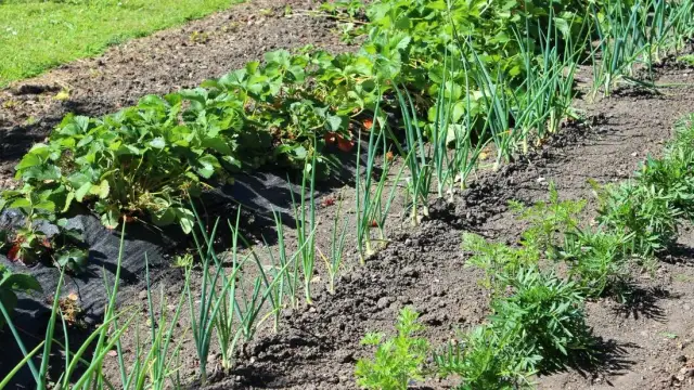 Co posadzić po truskawkach, aby wzbogacić glebę i plony?