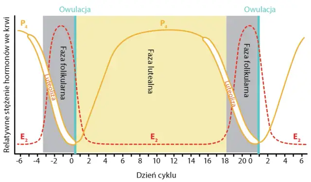 Zapłodnienie krowy: Skuteczne metody i cykl rujowy w hodowli
