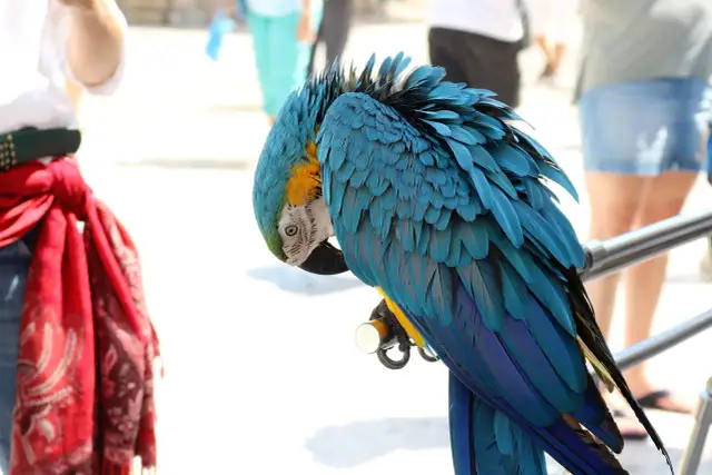 Papuga wyrywa pióra z brzucha? Poznaj przyczyny i skuteczne metody