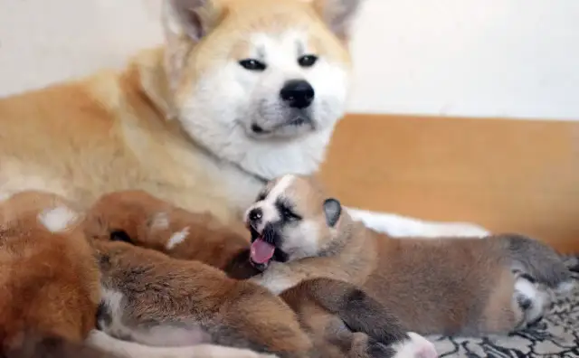 Szczenięta Akity z mamą. Suka może mieć szczeniaki do późnego wieku, ale zdrowie i bezpieczeństwo są najważniejsze.