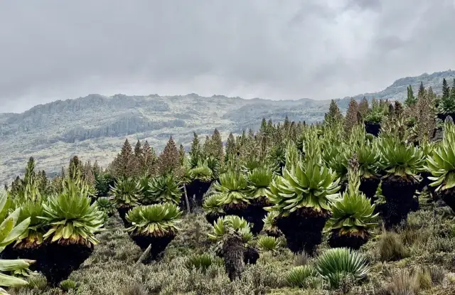 Najważniejsze szczyty górskie w Kenii dla miłośników górskich wędrówek