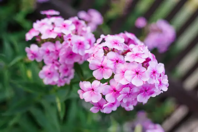 Kiedy sadzić floksy do gruntu, aby uniknąć błędów w ogrodzie?