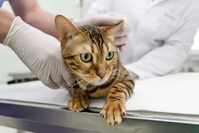 Ile kosztuje odrobaczanie kota: wszystko co musisz wiedzieć o cenach