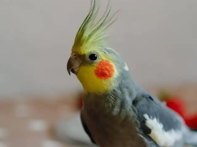 Ile żyje papuga nimfa? Zadbaj o długie lata z pupilem!