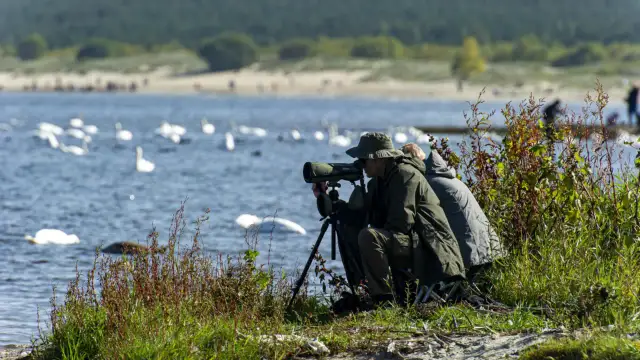 Rezerwat przyrody Mewia Łacha - unikalne miejsce dla ptaków i turystów