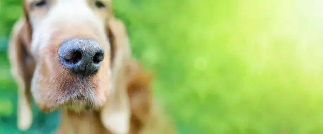 Zbliżenie na mokry nos psa. Zastanawiasz się, ile kosztuje odrobaczenie psa u weterynarza? Dbaj o zdrowie swojego pupila!