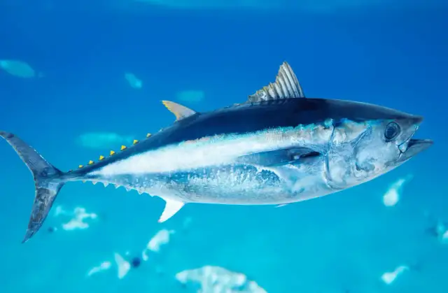Czym żywi się tuńczyk - zaskakujące fakty o jego diecie i polowaniach