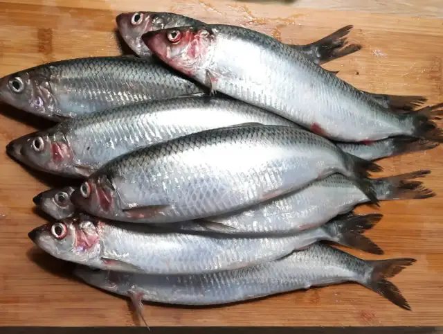 Bałtycki śledź: Złowisz go! Kiedy, gdzie, jak i legalnie?