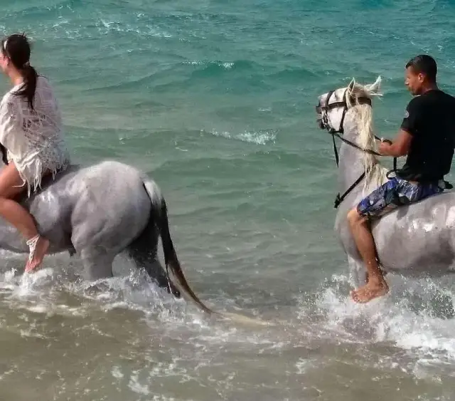 Czy koń pływa? Odkryj jego naturalne umiejętności i bezpieczeństwo