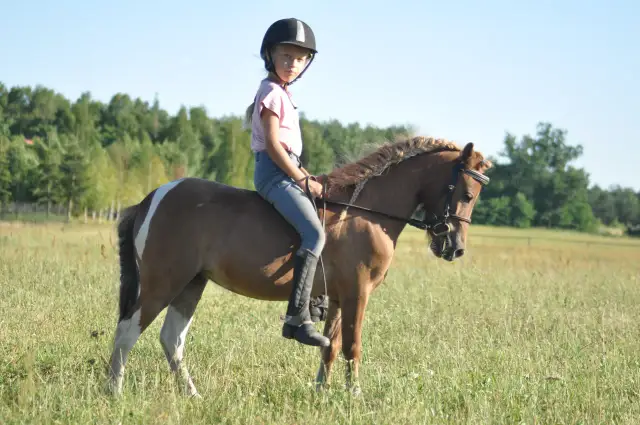 Stajnie koni w Piła - najlepsze miejsca na naukę jazdy konnej