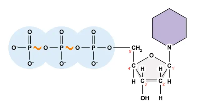 ATP biologia: Jak komórki zasilają życie? Odkryj sekret energii!