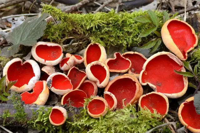 Czarka szkarłatna: informacje, przepis, jadalność