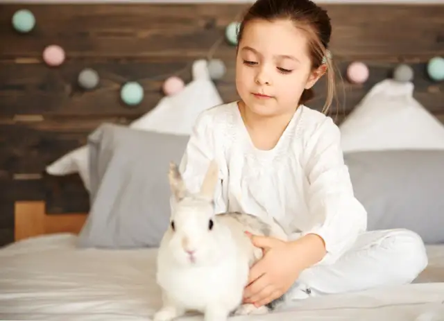 Ile kosztuje królik w zoologicznym? Ceny, które mogą Cię zaskoczyć