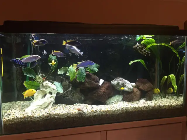 Akwarium 200L: Jakie rybki? Obsada, błędy i porady eksperta.