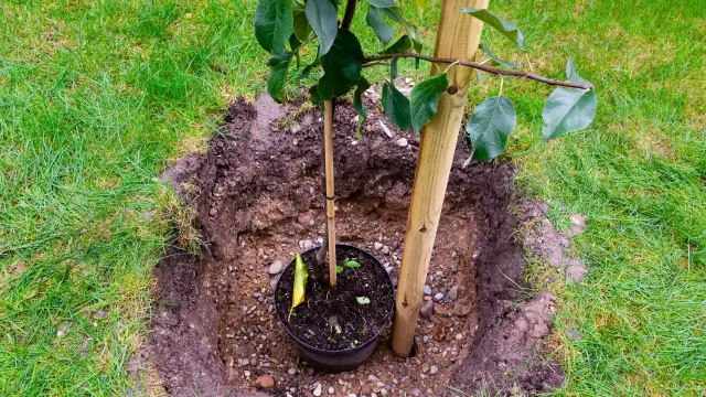 Sadzenie jabłoni: młode drzewko w doniczce czeka na posadzenie w wykopanym dole. Palik zapewni mu stabilność.