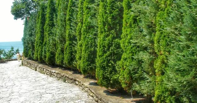 Jak sadzić tuje szmaragd na żywopłot, aby uniknąć najczęstszych błędów