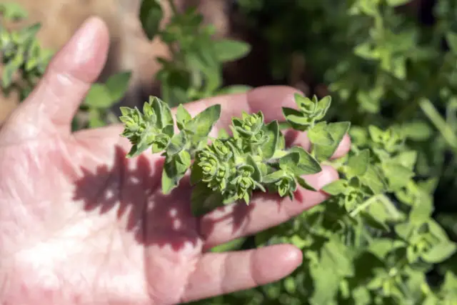 Zbiór oregano: Kiedy i jak ciąć dla max aromatu? Poradnik eksperta