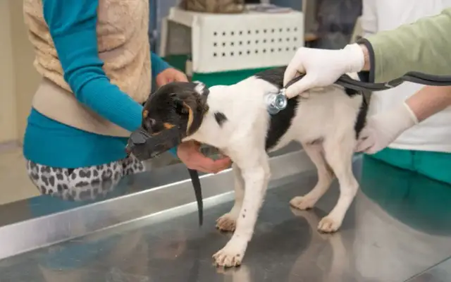 Veterinario Bargas: Servicios de calidad para la salud de tus mascotas