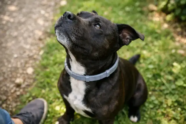 Obroża Scalibor czy Foresto – która zapewnia lepszą ochronę?