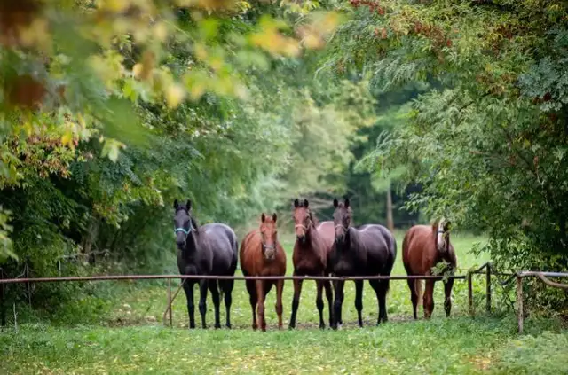 Stadnina Koni Krasne: 160 lat folblutów. Zwiedzaj, jeźdź, kupuj!
