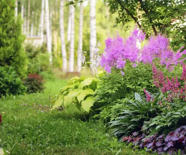 Kwiaty do cienia: 30+ gatunków, które rozświetlą Twój ogród