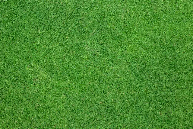 Ile nawozu na trawnik? Odkryj optymalne dawki dla zdrowej trawy