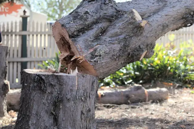 Czy można wyciąć suche drzewo bez zezwolenia? Sprawdź przepisy i wyjątki